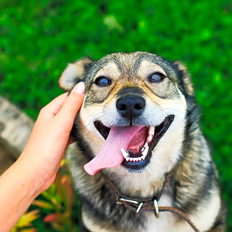 Nearly 250 Dogs Rescued from Kentucky Hoarding Site