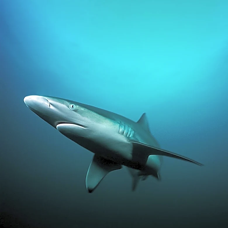 Shark Bite Risk: High-Contrast Bathing Suits May Attract Sharks