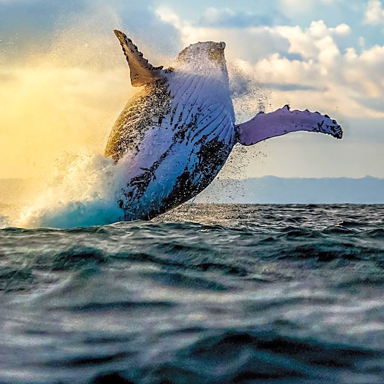 Alaska Family Survives Boat Sinking After Humpback Whale Collision