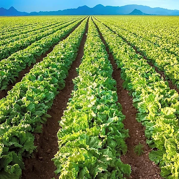 Alabama Growers Explore Organic Crop Opportunities Amid Rising Demand