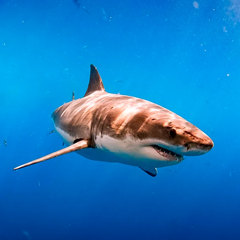 Drone Video Captures Great White Shark Near Whale Calf, Highlighting Marine Wildlife Observation