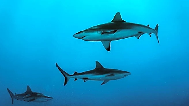 Sharks Aid in Improving Hurricane Predictions