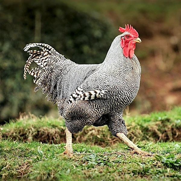 Brazil Seeks to Expand Poultry and Pork Exports to Jamaica Amid Rigorous Quality Control