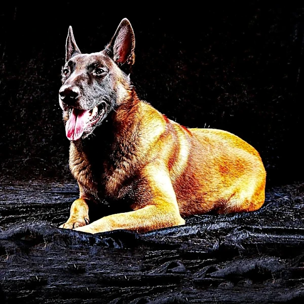 Off-Duty Sheriff's K-9 and Man Injured in El Paso County Incident