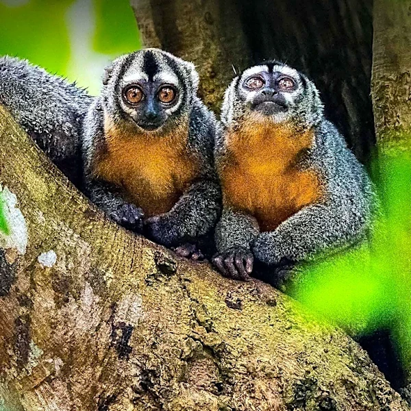 Research Reveals Primates Form Cross-Species Friendships in Human-Care Settings