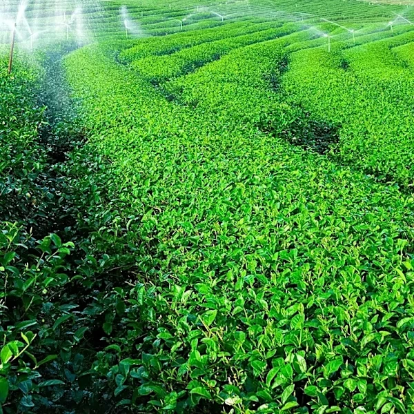 India Implements AgriStack to Enhance Digital Agriculture Services