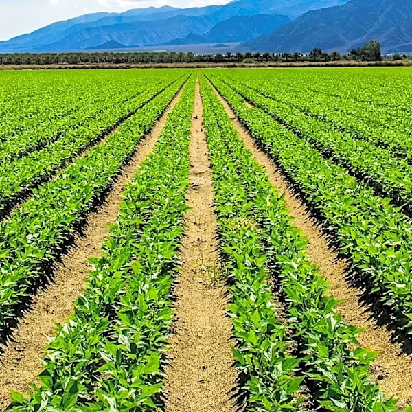 California Farmland Trust Secures 90th Conservation Project to Protect Agricultural Land