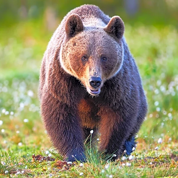 Juneau's Household Hazardous Waste Facility Temporarily Closed Due to Bear Spray Incident