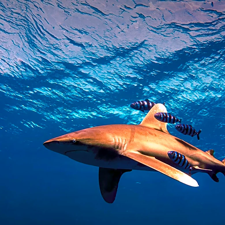 Shark Tracking Enhances Hurricane Forecasting Capabilities