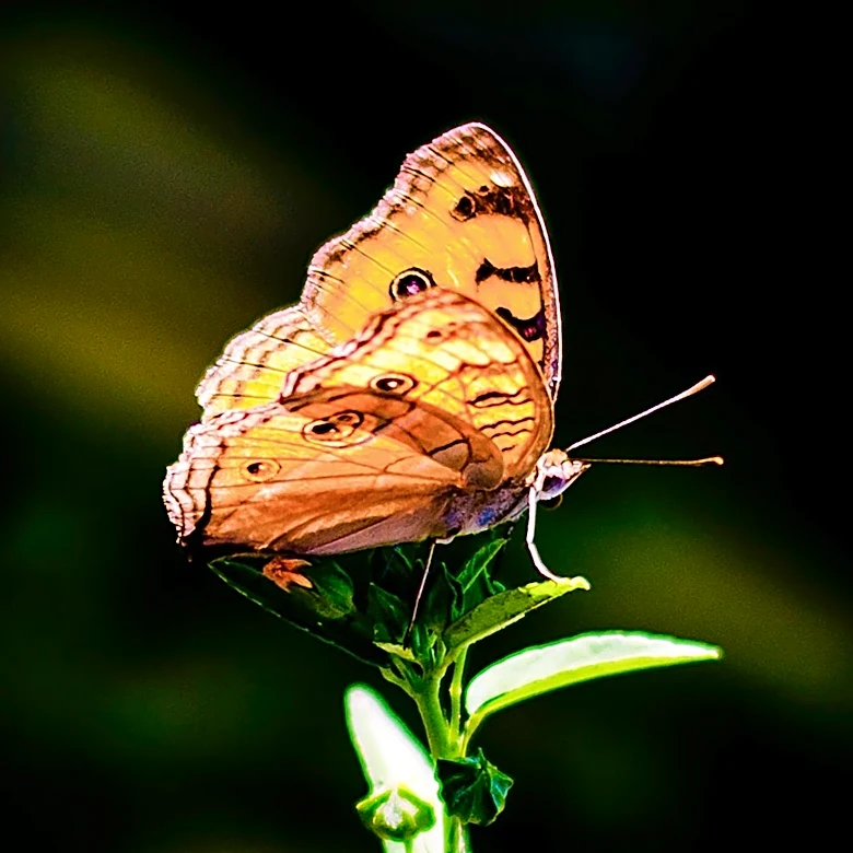Global Study Reveals Butterfly Range Shifts Due to Climate Change