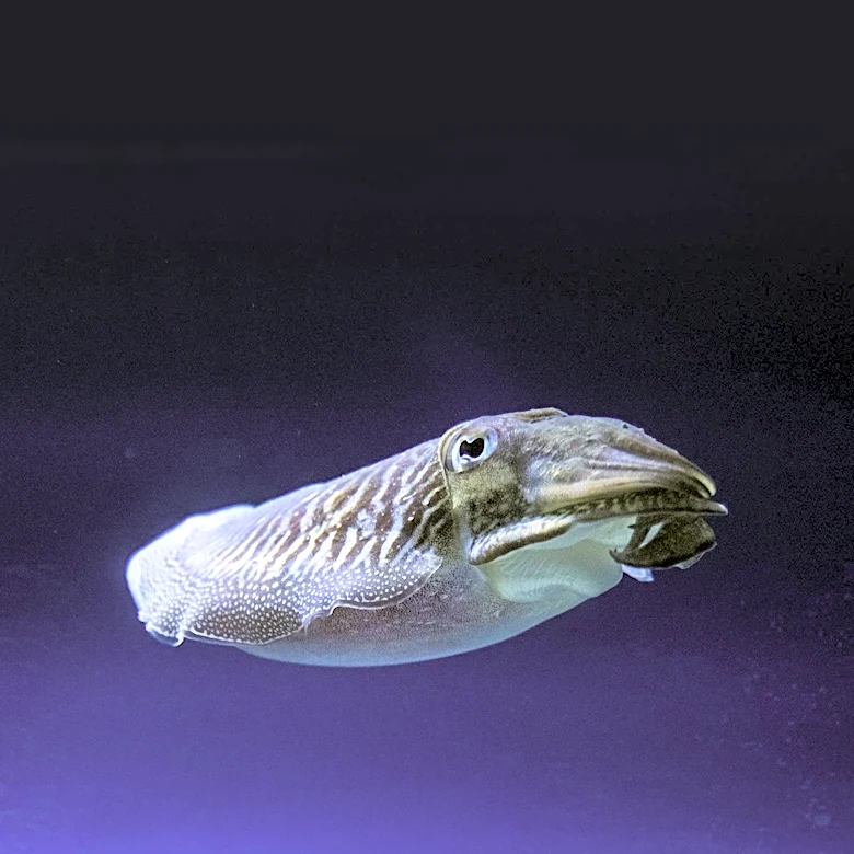 Giant Australian Cuttlefish Population Faces 'Catastrophic' Decline