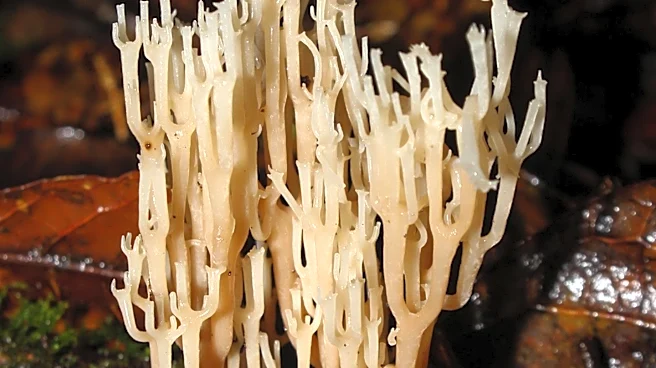CDC Reports 13 Cases of Candida Auris Fungus in Washington State