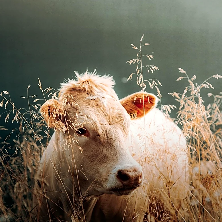Wildfire in B.C. Prompts Urgent Livestock Rescue Efforts
