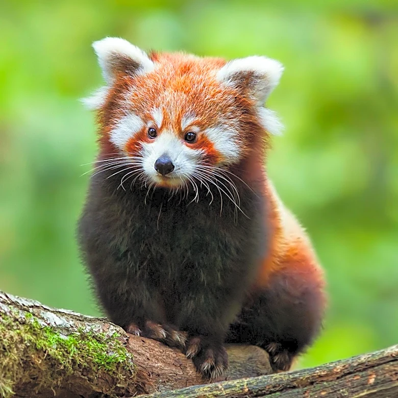 Santa Barbara Zoo's Red Panda Ruby Dies After Newborn Cubs' Deaths