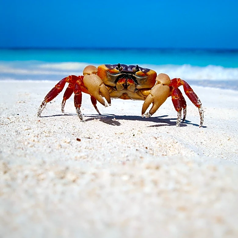 Coconut Crab: The World's Largest Land-Dwelling Arthropod and Its Unique Adaptations