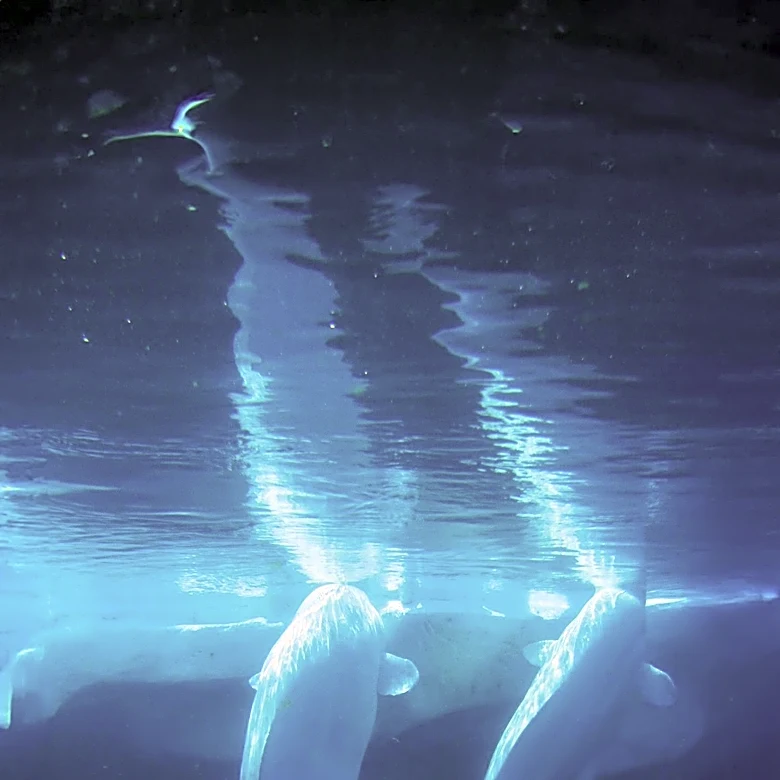 Soviet Icebreaker Moskva's Musical Rescue of Trapped Beluga Whales