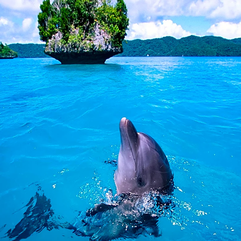 UNEP's Mid-Term Review of Biodiversity Projects in Palau and Viet Nam Aims to Enhance Environmental Policies