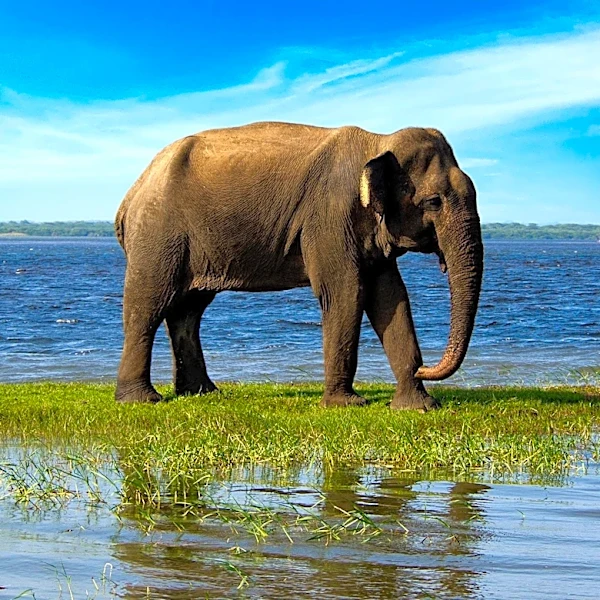 UNEP's CITES MIKE Program Seeks Interns to Support Wildlife Conservation Efforts