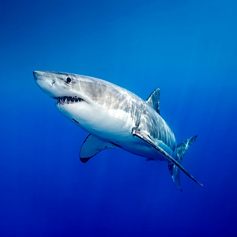 Great White Sharks' Return to Cape Cod Sparks Mixed Reactions Among Fishermen