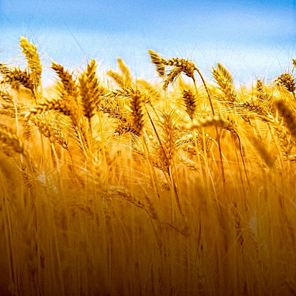 FAO Appeals for Support to Safeguard Afghanistan's 2027 Wheat Harvest