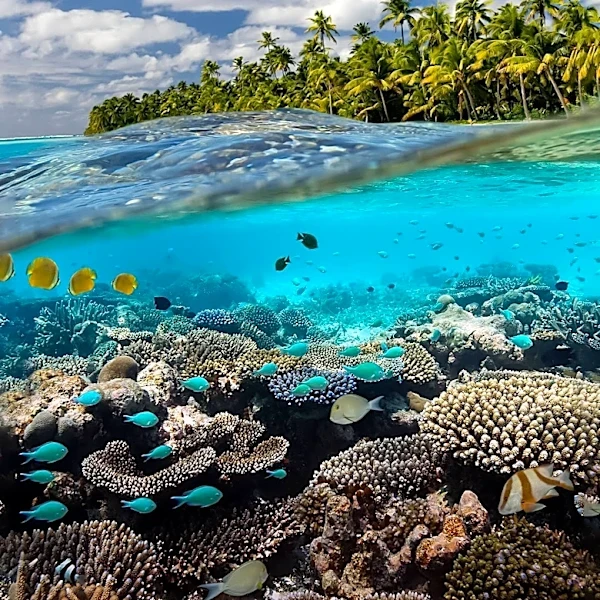Palau's Ulong Island Sees Rapid Ecosystem Recovery After Rat Removal