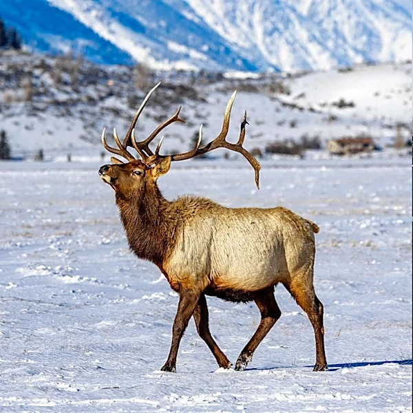 Oregon Approves Solar Project with Wildlife Corridor to Protect Elk and Deer