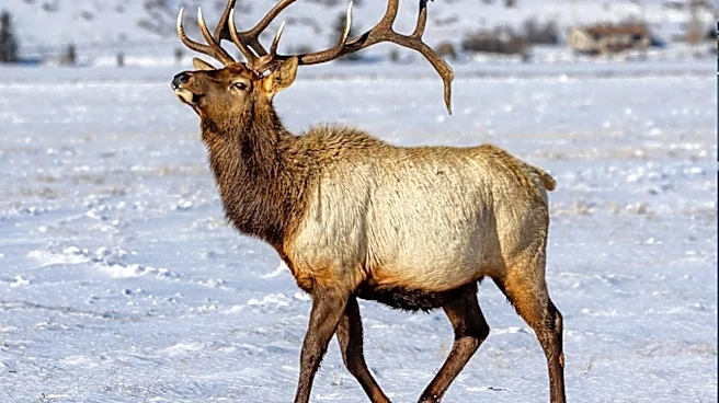 Oregon Approves Solar Project with Wildlife Corridor to Protect Elk and Deer