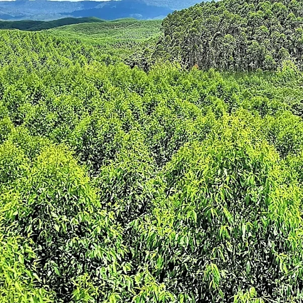 Eucalyptus Plantations in Spain Threaten Native Biodiversity, Study Finds