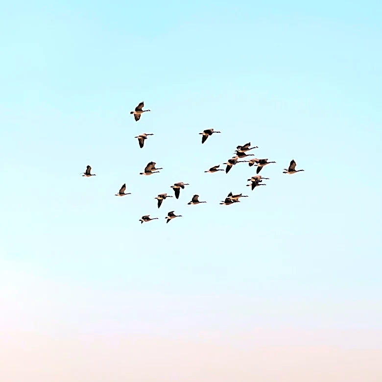Study Suggests Radiofrequency Magnetic Fields Disorient Migratory Birds