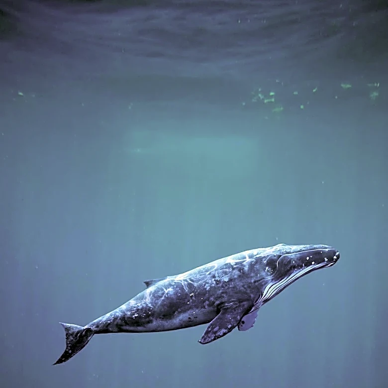 Chinese Scientists Discover Extensive Whale Graveyard in Indian Ocean, Offering New Insights into Marine Ecosystems