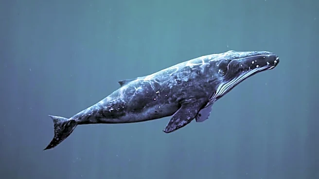 Chinese Scientists Discover Extensive Whale Graveyard in Indian Ocean, Offering New Insights into Marine Ecosystems
