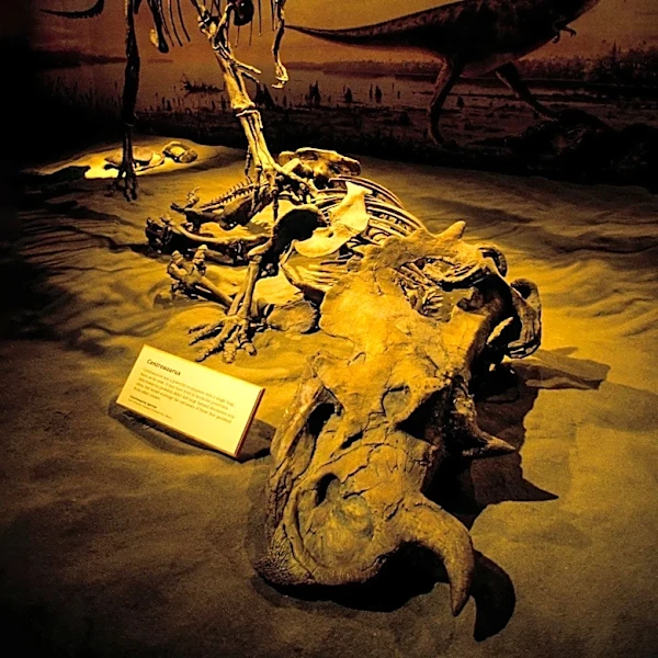 Discovery of Largest Dinosaur in Southeast Asia Reveals New Insights