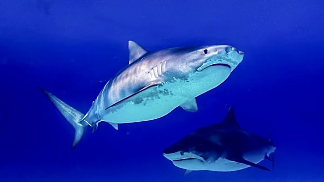 Shark Caught and Released at Jersey Shore Highlights Increased Sightings