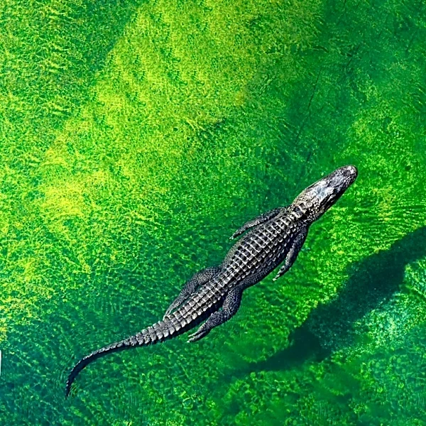 Alligator Removed After Biting Incident at Silver River, Park Reopens