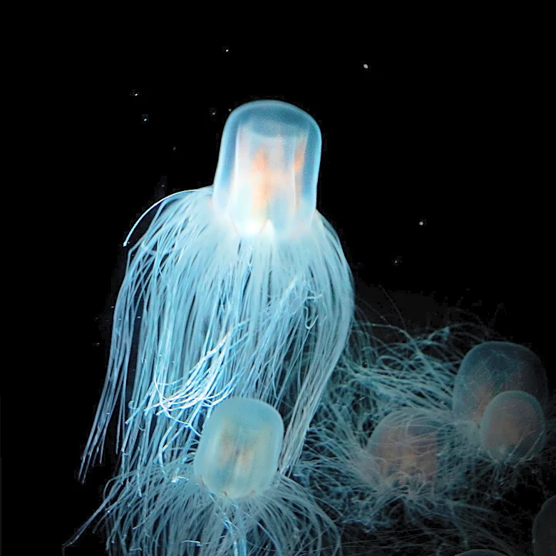 Box Jellyfish and Other Deadly Animals Pose Threats Even After Death