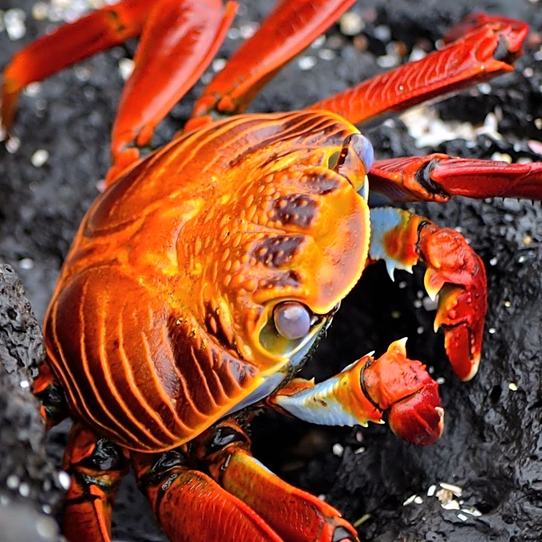 Xanthid Crabs: The Deadly Delicacy with No Antidote