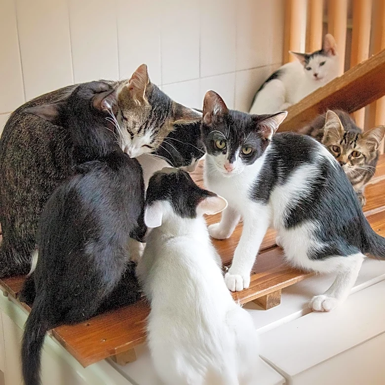 Police Rescue Dozens of Cats from Abandoned Boat in Tacoma, Washington