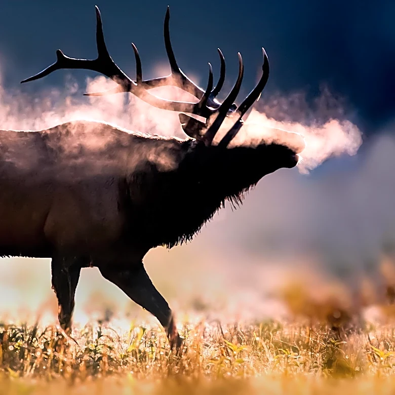 Elk Fire in Southwest Colorado Expands, Prompting Evacuations