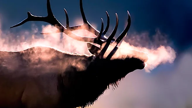 Elk Fire in Southwest Colorado Expands, Prompting Evacuations