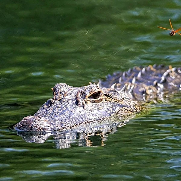 Alligator Attack on Leashed Dog in Kenner Prompts Safety Warnings