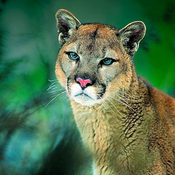 Scientists Discover Mountain Lions' Role in Reducing Deer-Vehicle Collisions in Washington