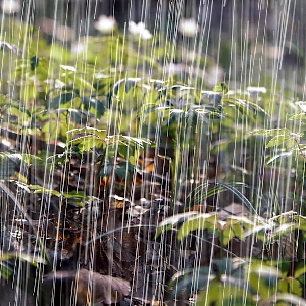 Central Florida Weather: Scattered Showers Before Drier Conditions
