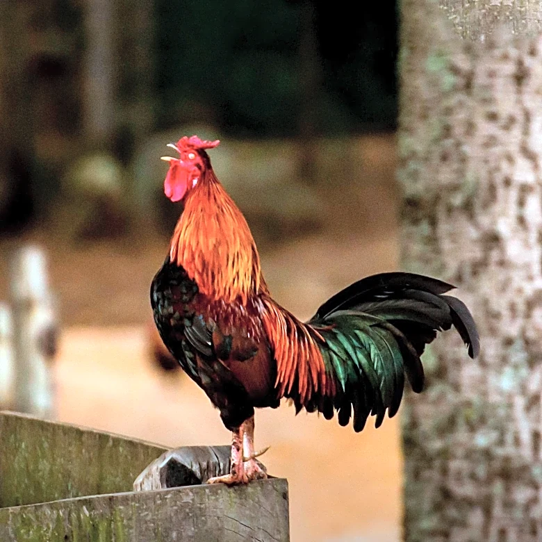 São Paulo Confirms Second Wild Bird Flu Case of 2026, No Impact on Poultry Exports