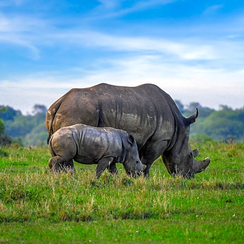 Local Communities Urged to Steward Their Own Wildlife Amid Conservation Debates