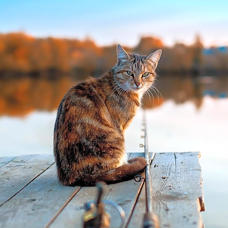 Tacoma Police Rescue Over 30 Cats from Abandoned Boat in Washington