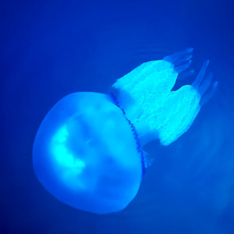 Immortal Jellyfish: Nature's Marvel and Its Implications for Science