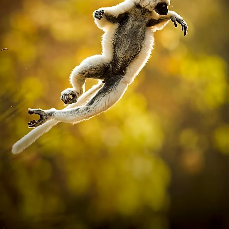 Lemurs Die from Human Herpes After Yoga Class Exposure