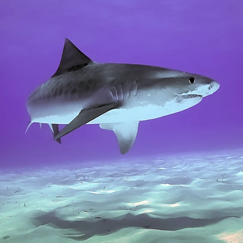 Shark Sightings Lead to Beach Closures at Reid State Park in Maine