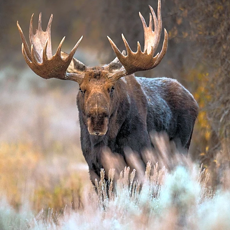 Moose Fire Prompts Evacuation Orders as It Burns Over 4,000 Acres
