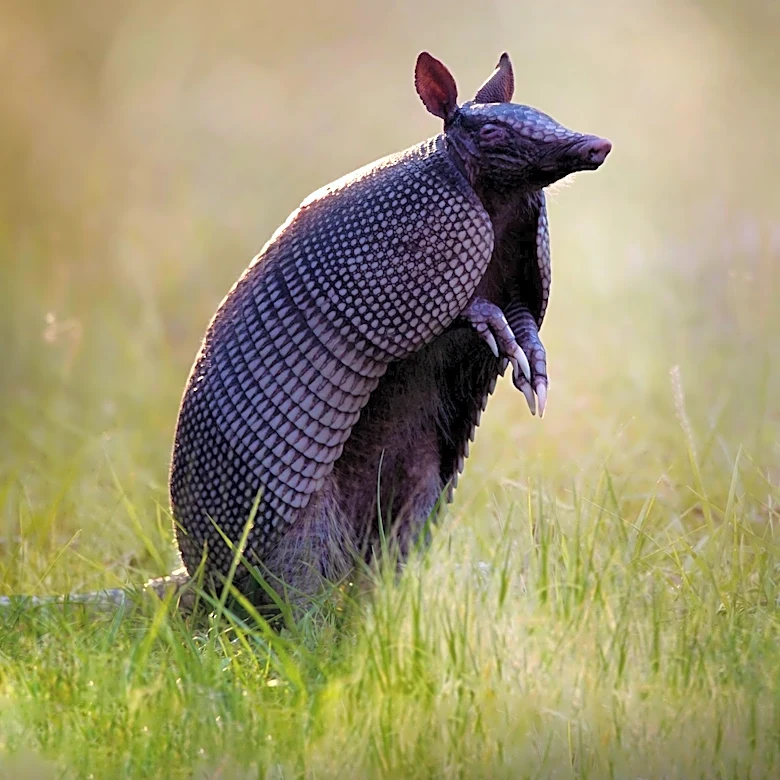 Florida Faces Growing Threat from Multiple Invasive Species Impacting Native Wildlife